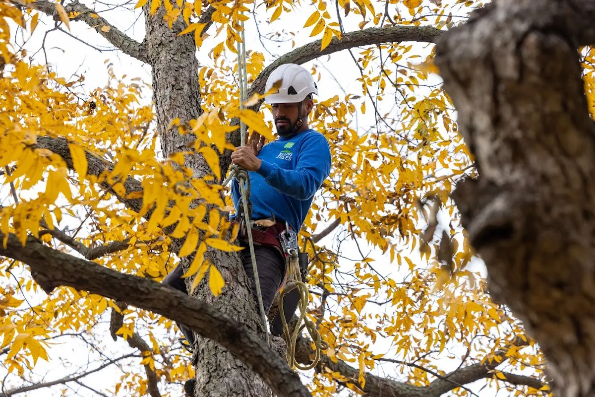 Skilled Tree Transplanting crew working in Kerhonkson