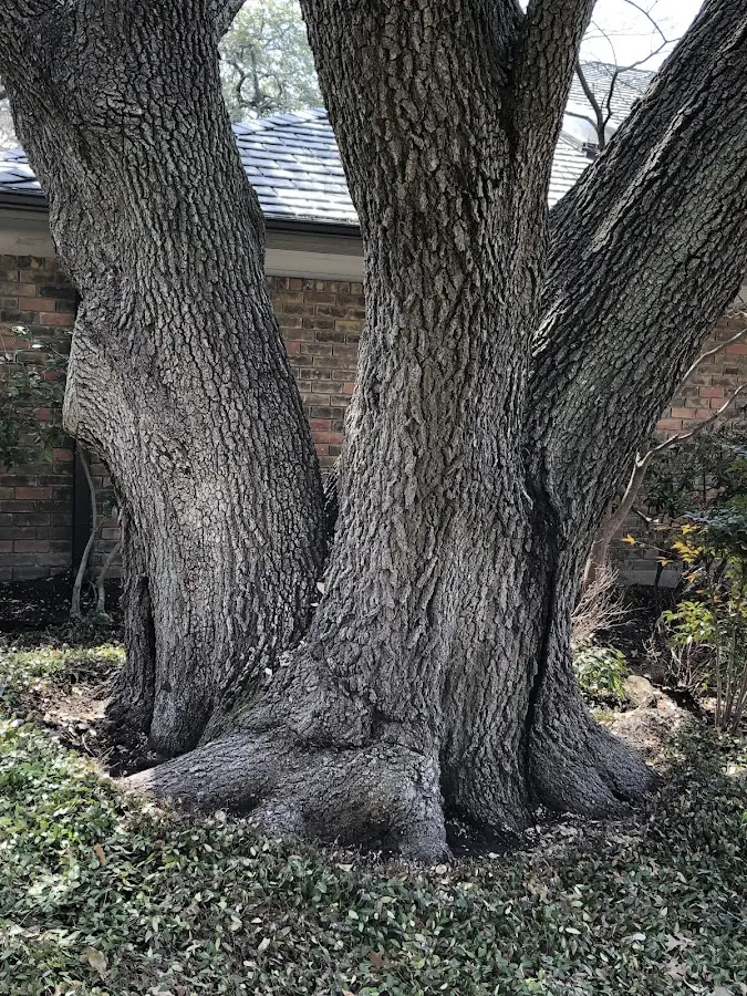 Mature heritage tree close to a Kerhonkson property cared for by certified arborists